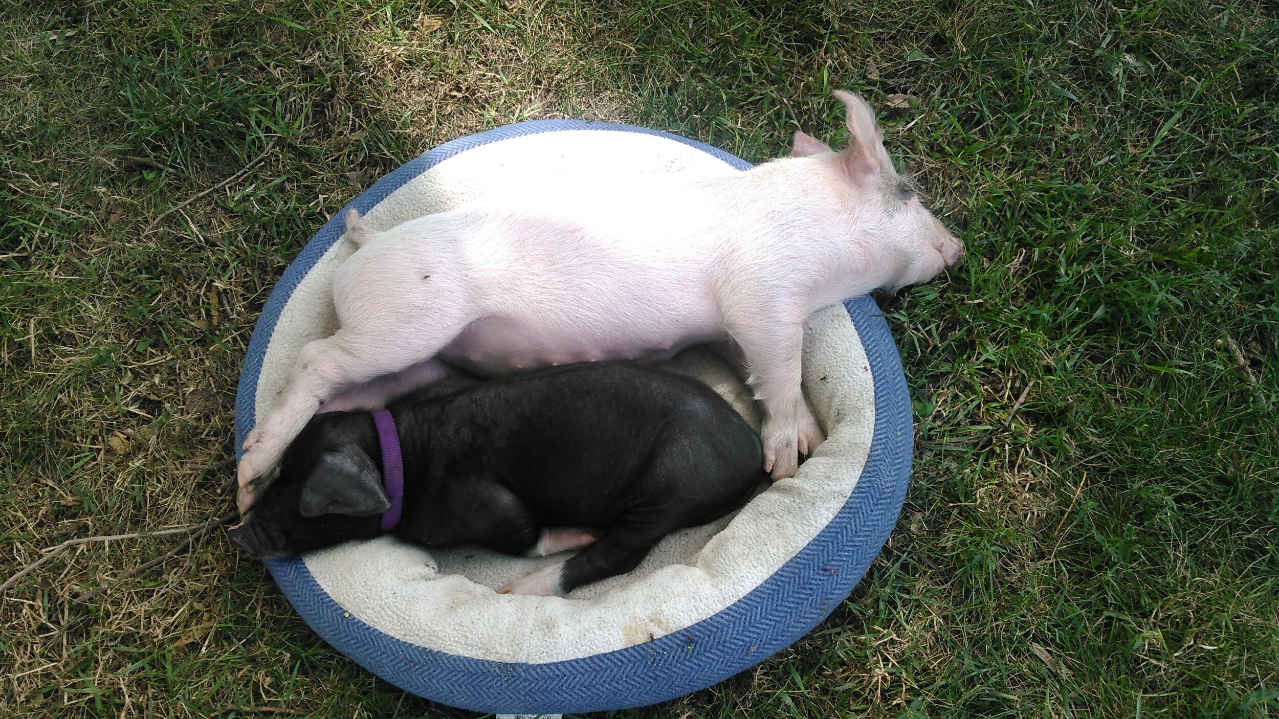 Harriet and Charlie were never more than a few feet apart.